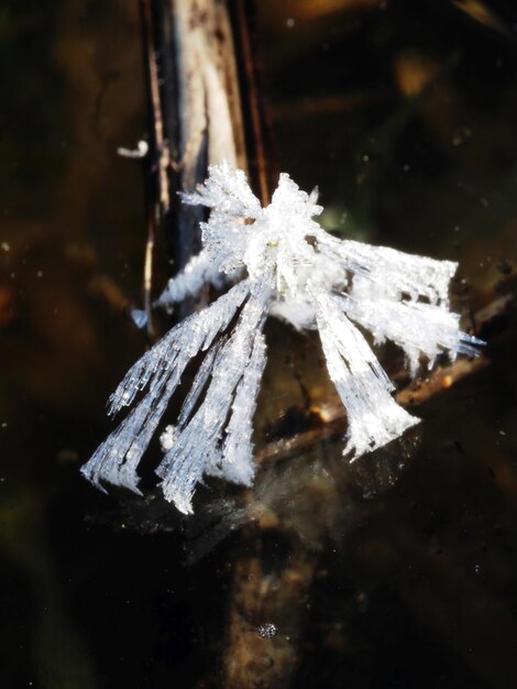 original ice crystals on plants