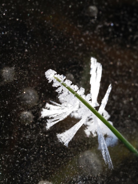 植物上のオリジナルの氷の結晶