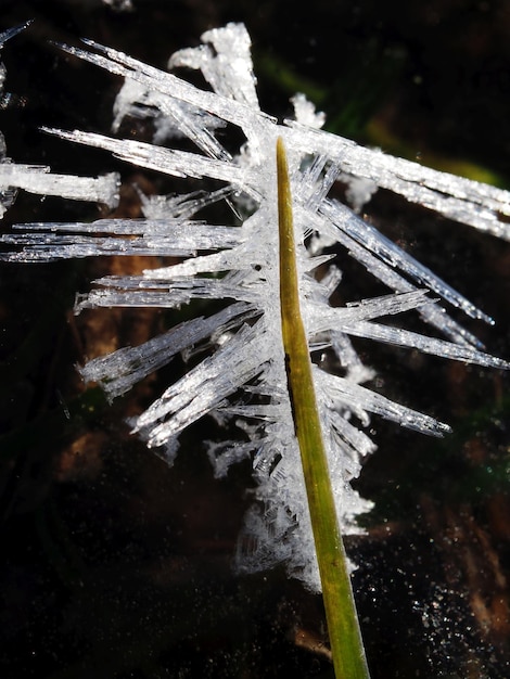 original ice crystals on plants