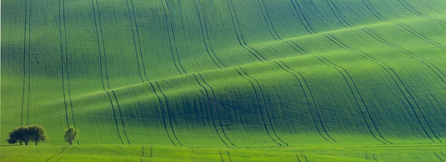 Original panoramic view of green fields in beautiful striped hills in minimalism style lights and shadows big size