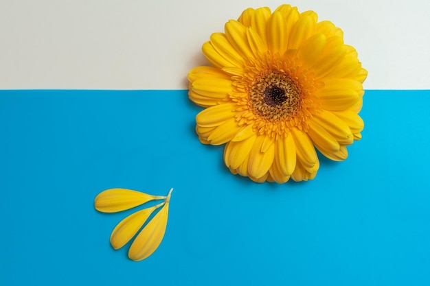 Original poster with a bright yellow flower and petals on a blue and white background