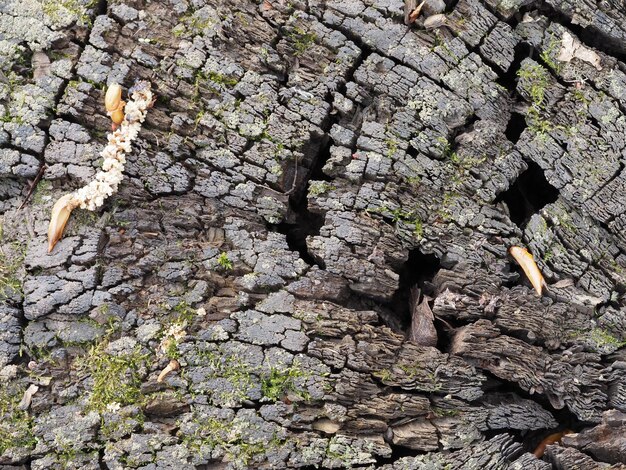 the original structure of the aged sawn wood