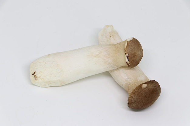 Oringi Mushroom isolated on white background.