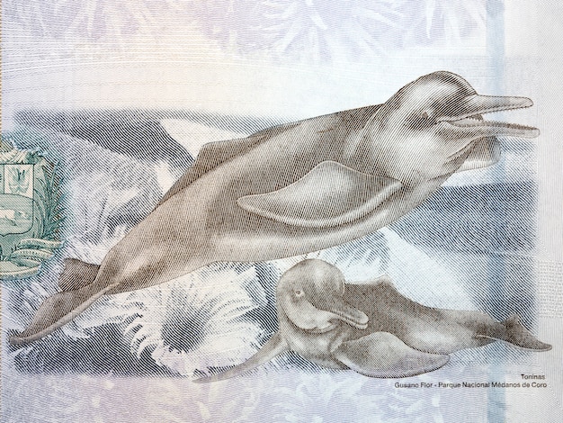 Foto orinoco rivier dolfijnen illustratie van venezolaanse geld