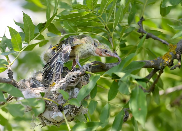 Oriole chicks in the nest. Shot at close range close-up. Cool and Cute Future Golden Orioles