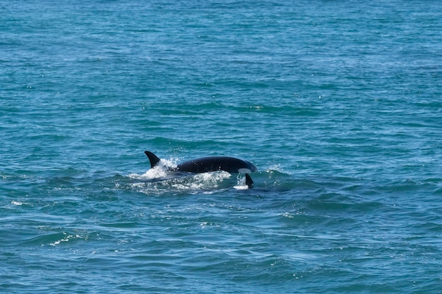 Orka jagen zeeleeuwen Punta Norte Natuurreservaat Schiereiland Valdes Patagonië Argentinië