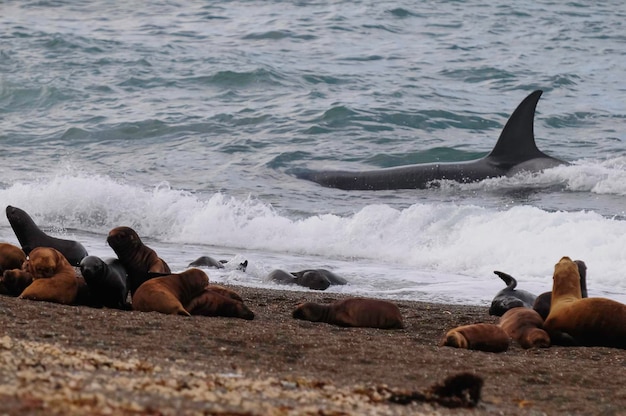 Orka jagen zeeleeuwenPeninsula Valdes Patagonië Argentinië