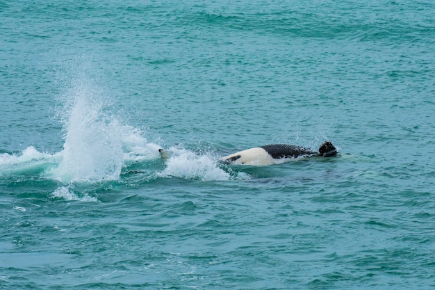 Orka's jagen op zeeleeuwen Patagonië Argentinië