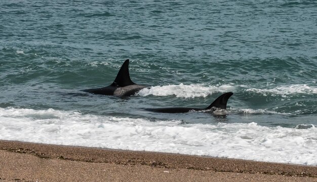 Orka's jagen op zeeleeuwen Schiereiland Valdes Patagonië Argentinië