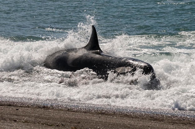 Orka strandt in Valdes-schiereiland Patagonië Argentinië