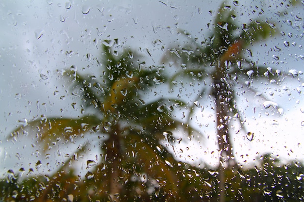 Orkaan tropische storm palmbomen van binnenuit auto