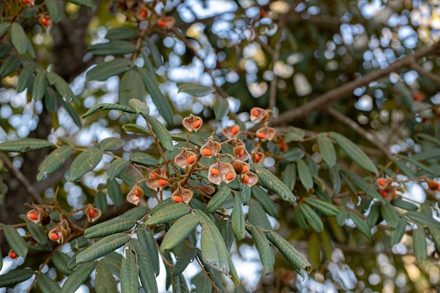 Ormosia tree with red seeds and selective focus