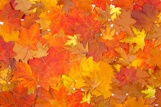紅葉の飾り