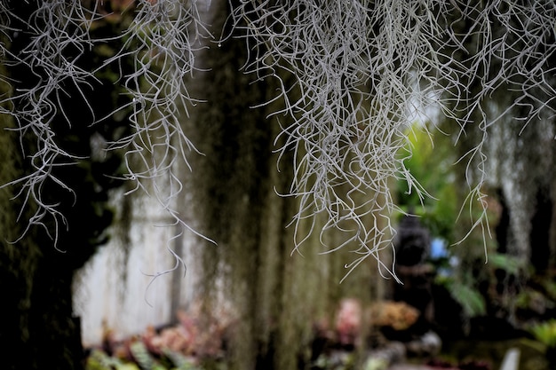 Ornament in het park, tuin