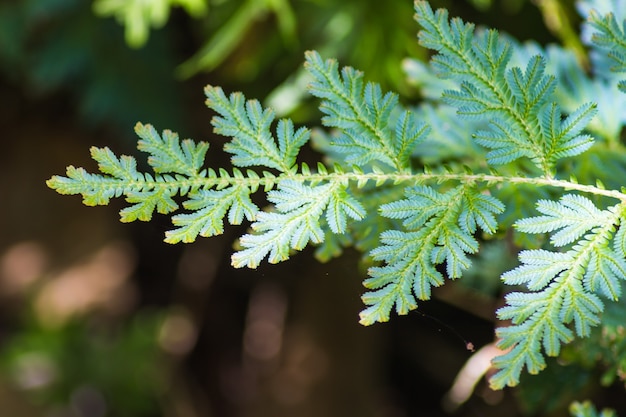 Ornamental blue- green leaves