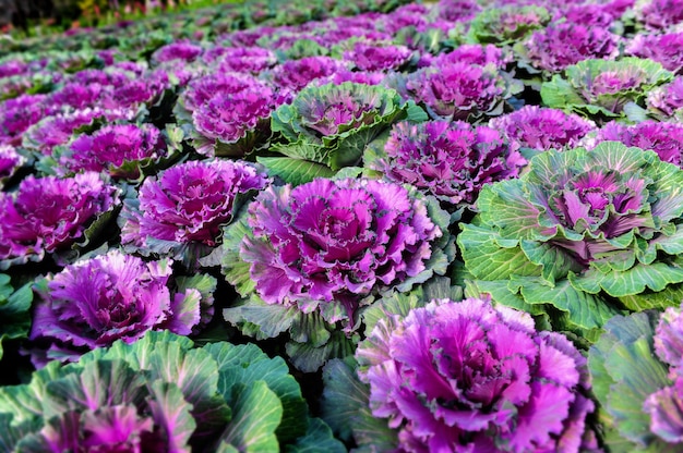 Ornamental brassica cabbage flower plants.