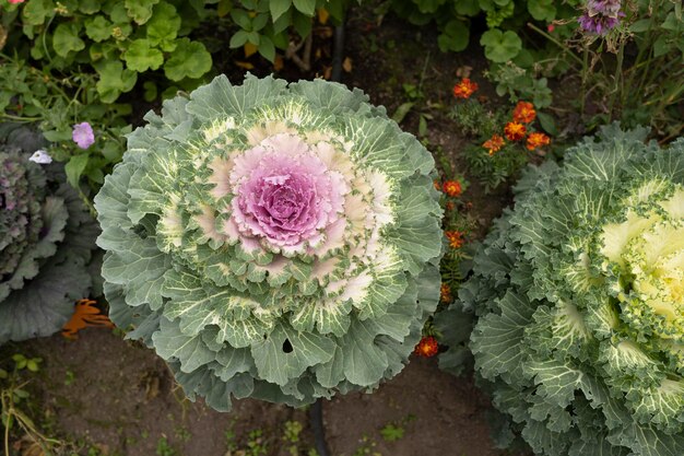 Ornamental cabbage Brassica oleracea in garden