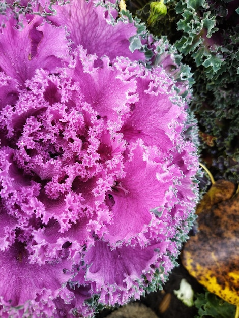 Ornamental cabbage in the garden