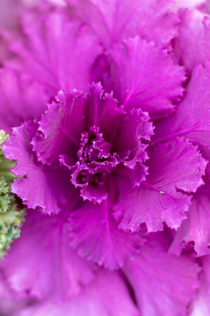 Ornamental cabbage plant top angle view