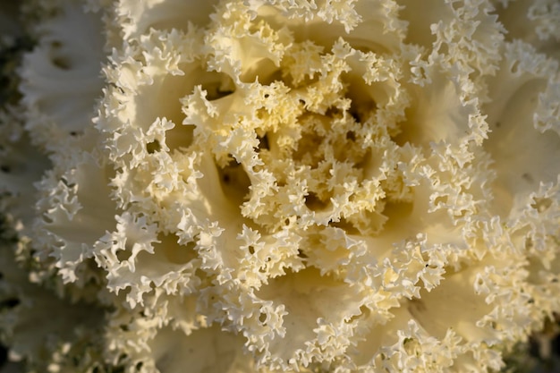 Ornamental cabbage yellow color plant closeup