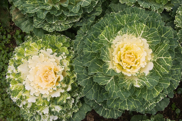 Ornamental cabbage