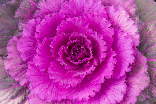 Ornamental cabbage