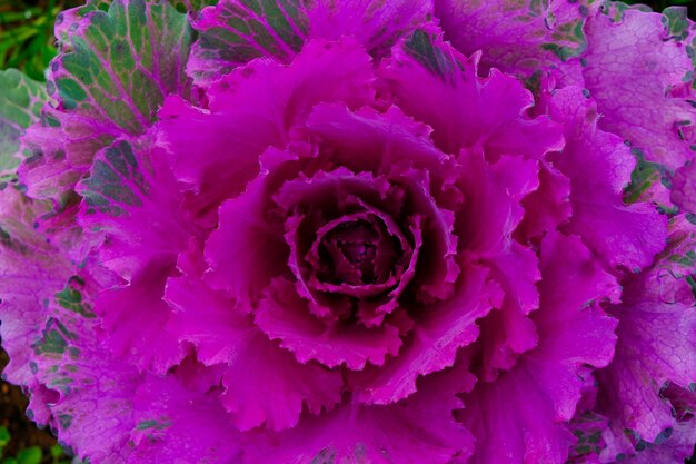 Photo ornamental cabbage