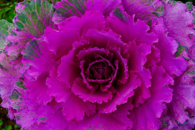 ornamental cabbage