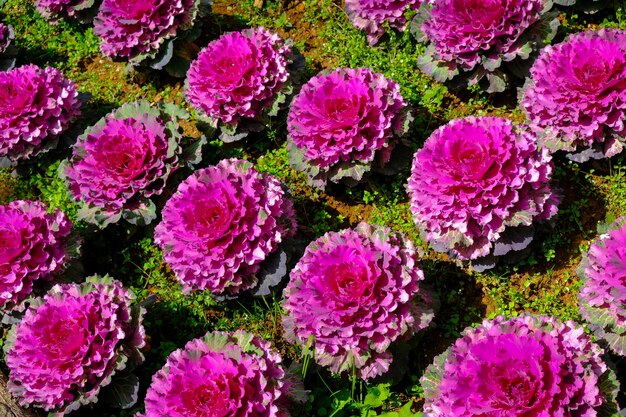 ornamental cabbage