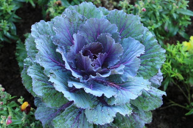 Ornamental cabbage