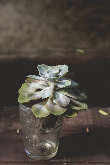 Cactus ornamentale in un vaso di vetro su un tavolo di legno