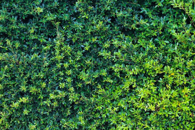 フェンスの装飾的な登山植物