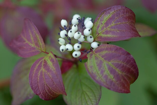 정원에 있는 장식용 Cornus 덤불입니다. 조경 설계.