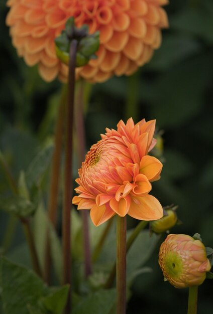 Ornamental dahlia sale jpg file