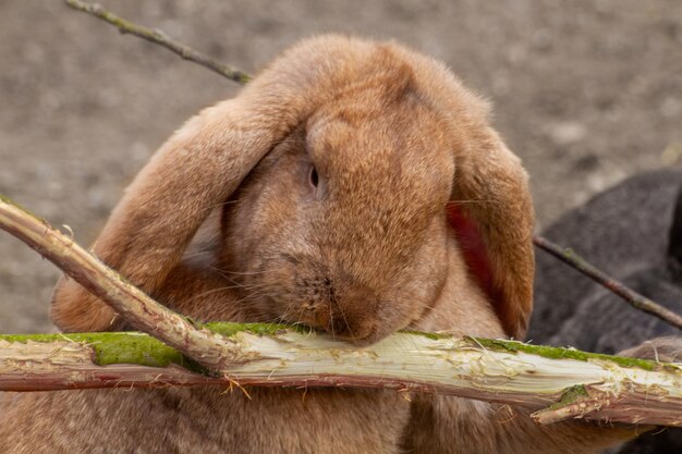 Photo ornamental and dwarf rabbits dwarf sheep high quality photo