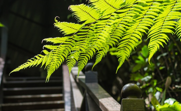 Ornamental   fern leaves  over the bridge