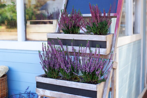 Ornamental garden plant blooming heather Calluna vulgaris  in a pot in backyard of house decorating summer garden