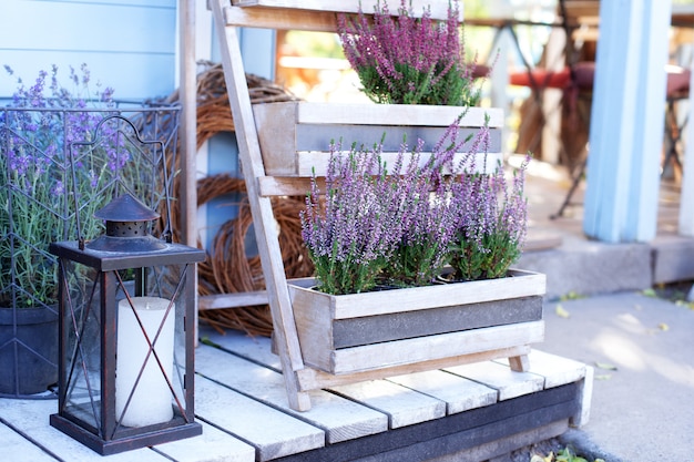 Ornamental garden plant blooming heather calluna vulgaris  in a pot in terrace of house decorating summer garden