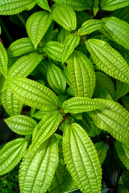 장식용 정원 식물입니다. 녹색 잎의 자연 배경입니다. 나뭇잎 패턴.