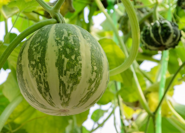 Ornamental gourd or Pumpkin on its tree