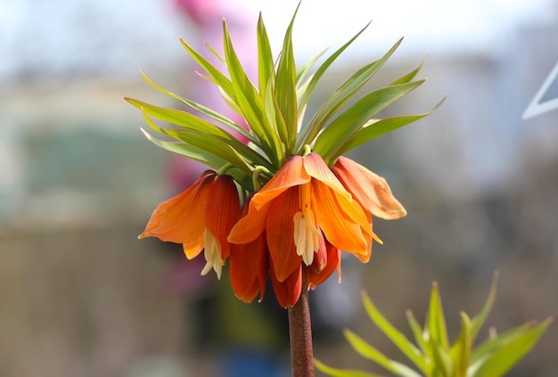 식물원에서 만개한 장식용 허브 꽃 lat Fritillaria eduardii Regel