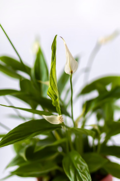 Photo ornamental house plant spathiphyllum