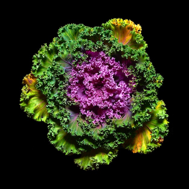 Ornamental kale