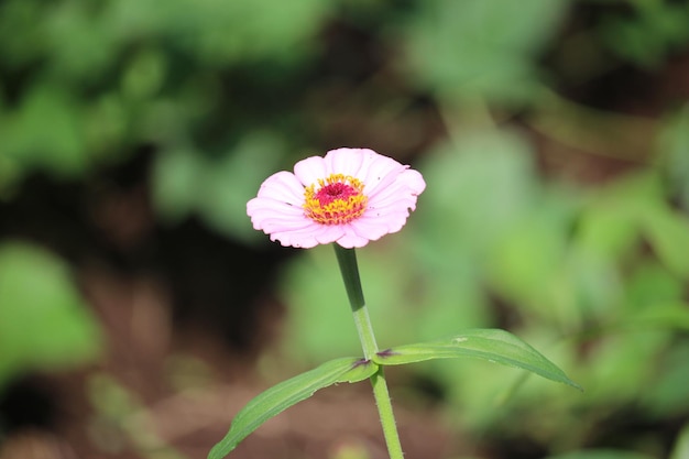 Photo ornamental kenikir flower aka graceful zinia that blooms pink with a blurred background