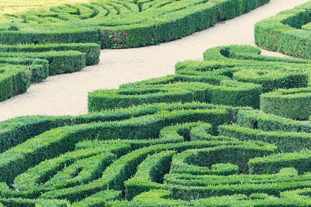 Ornamental maze made from hedges