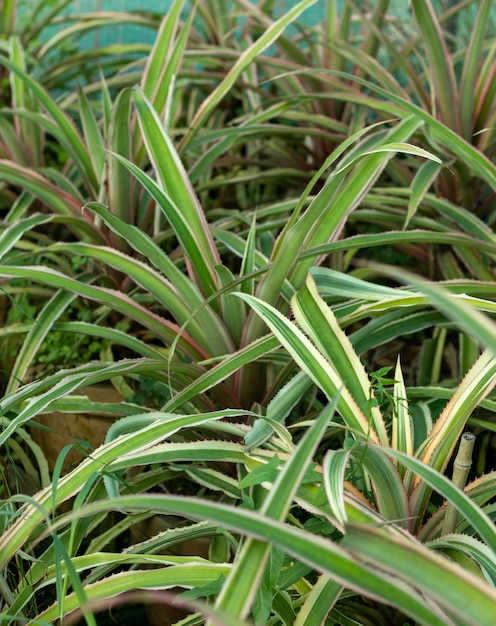 Ornamental pineapples plants in a garden store