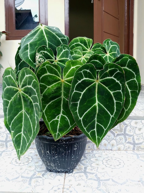 Ornamental plant Anthurium Crystallinum, which has wide green leaves with white veins