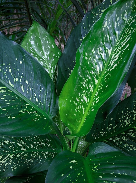 관상용 식물 Dieffenbachia 또는 백색 반점 Aglonema