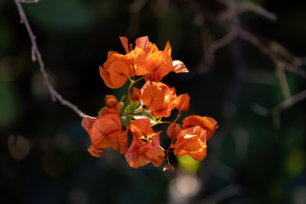 ornamental plant flowers of the genus Bougainvillea