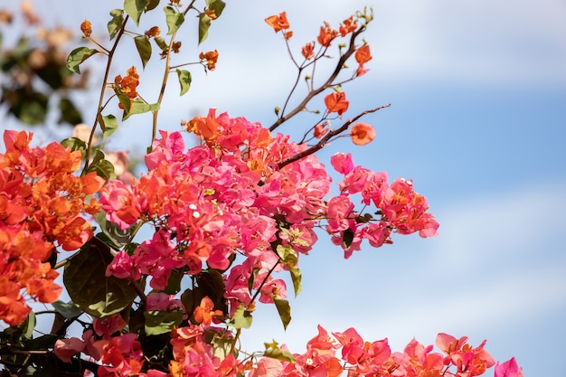 Цветки декоративных растений вида Bougainvillea glabra